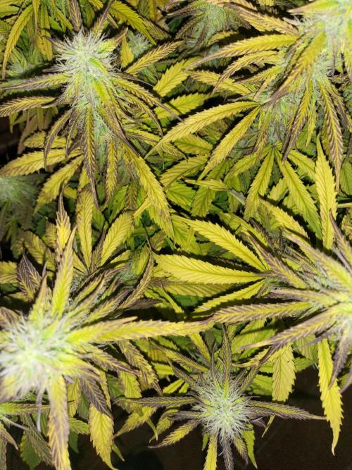 Divine seeds Autofractal+autoblack opium. Week 6