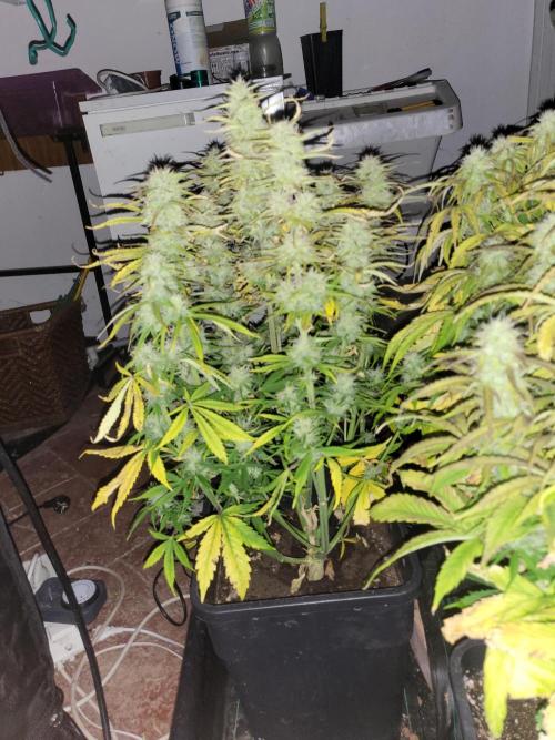 Divine seeds Autofractal+autoblack opium. Week 6