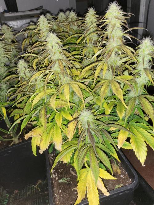 Divine seeds Autofractal+autoblack opium. Week 6