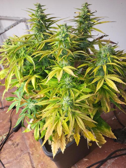 Divine seeds Autofractal+autoblack opium. Week 6