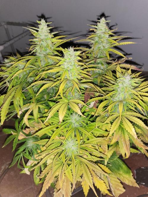 Divine seeds Autofractal+autoblack opium. Week 6