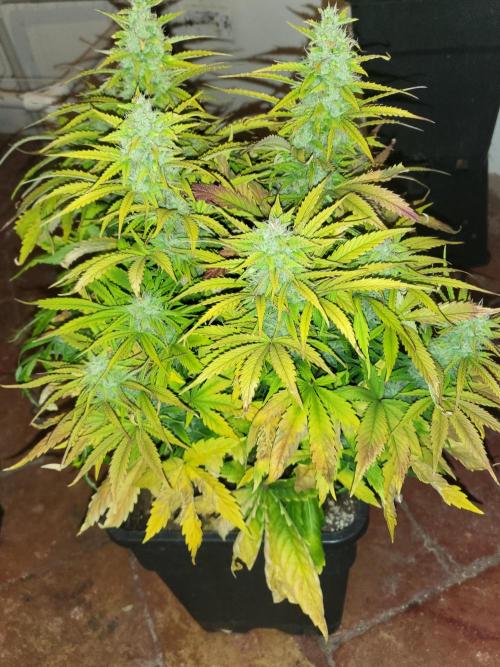 Divine seeds Autofractal+autoblack opium. Week 7