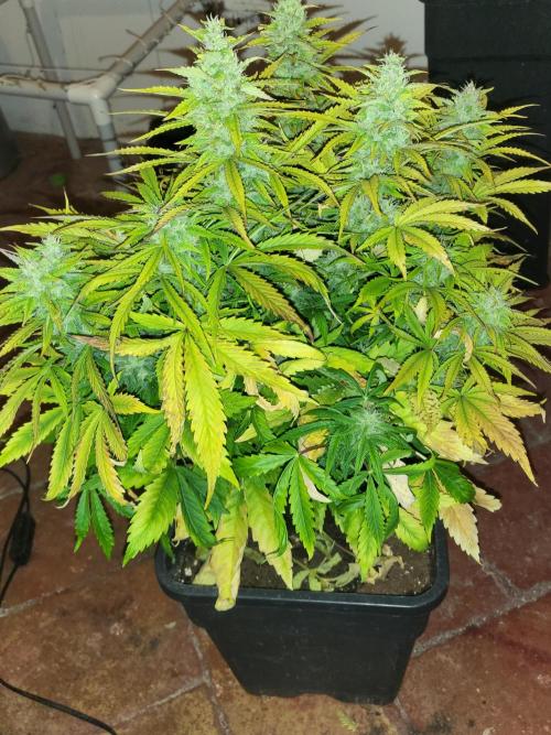 Divine seeds Autofractal+autoblack opium. Week 7