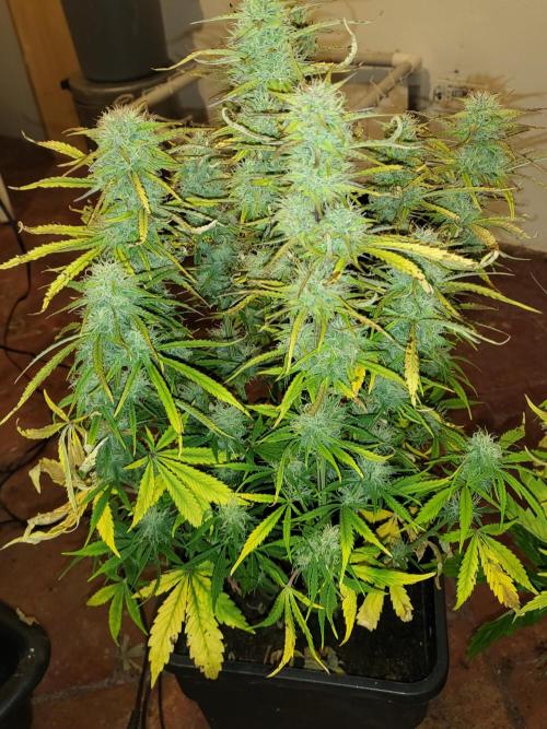 Divine seeds Autofractal+autoblack opium. Week 7