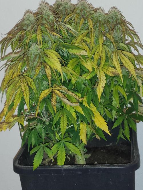 Divine seeds Autofractal+autoblack opium. Week 7