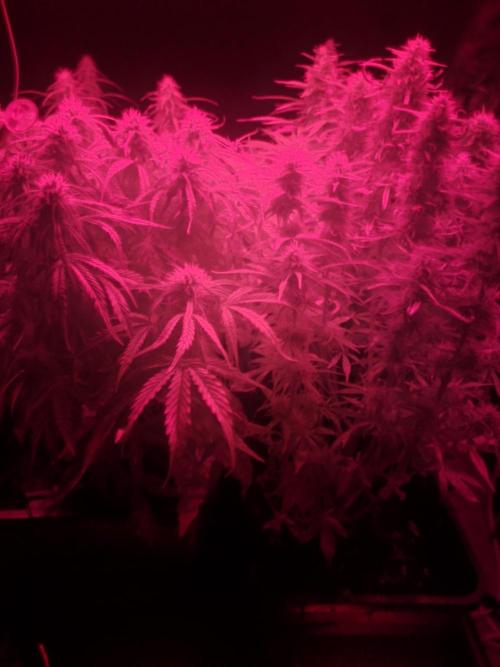 Divine seeds Autofractal+autoblack opium. Week 7