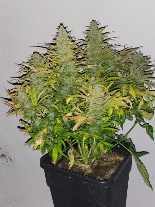 Divine seeds Autofractal+autoblack opium. Week 7