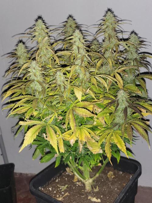 Divine seeds Autofractal+autoblack opium. Week 7