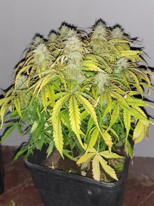 Divine seeds Autofractal+autoblack opium. Week 7