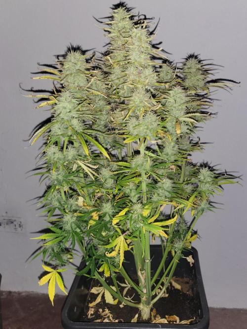 Divine seeds Autofractal+autoblack opium. Week 7