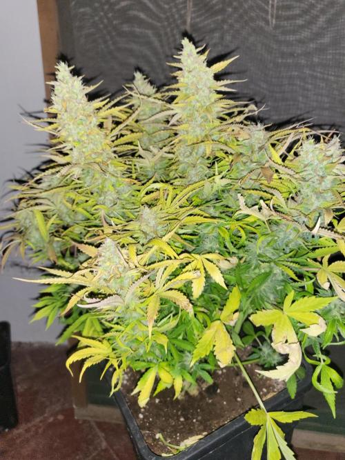 Divine seeds Autofractal+autoblack opium. Week 8 - Auto Black opium 