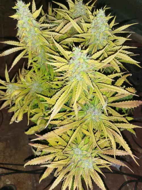 Divine seeds Autofractal+autoblack opium. Week 8 - Auto black opium