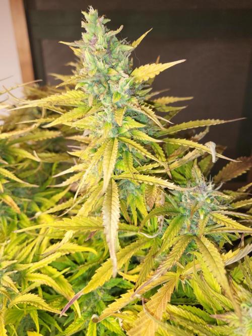 Divine seeds Autofractal+autoblack opium. Week 8 - Auto black opium