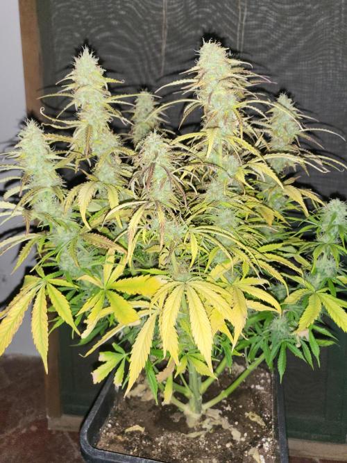 Divine seeds Autofractal+autoblack opium. Week 8 - Auto black opium 