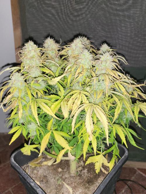 Divine seeds Autofractal+autoblack opium. Week 8 - Auto fractal 