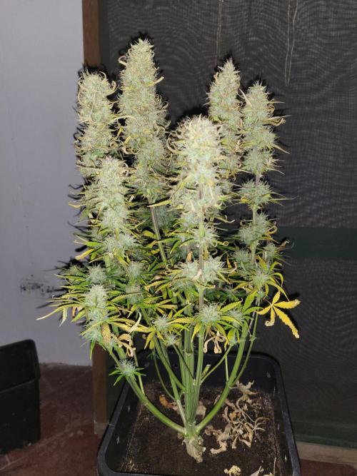 Divine seeds Autofractal+autoblack opium. Week 8 - Auto fractal 