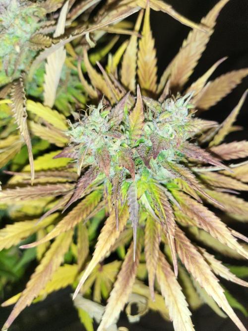 Divine seeds Autofractal+autoblack opium. Week 8