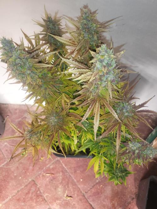 Divine seeds Autofractal+autoblack opium. Week 9