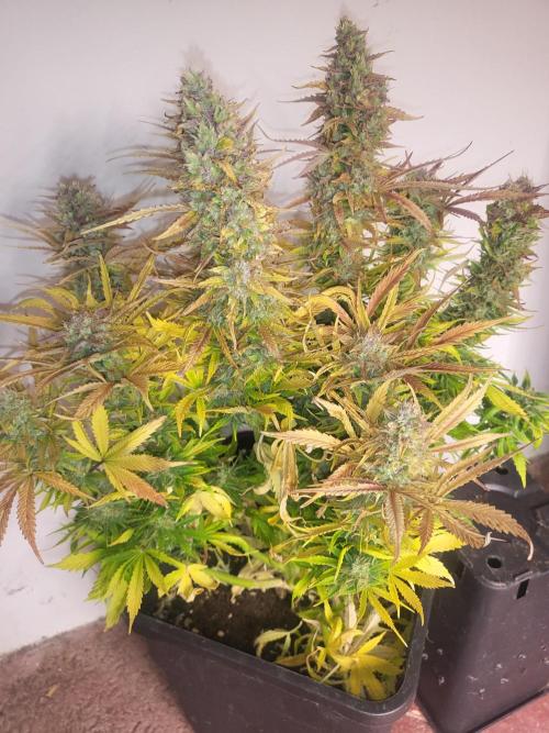 Divine seeds Autofractal+autoblack opium. Week 9