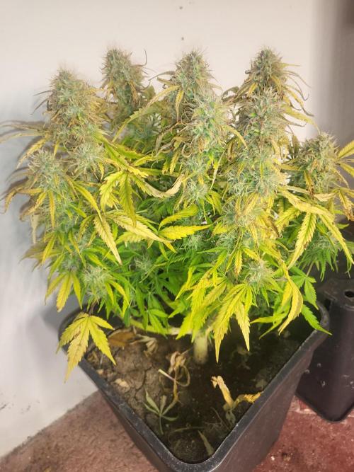 Divine seeds Autofractal+autoblack opium. Week 9