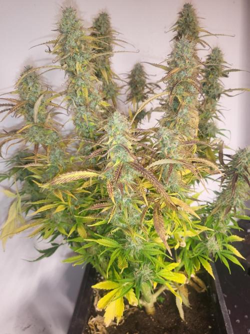 Divine seeds Autofractal+autoblack opium. Week 9