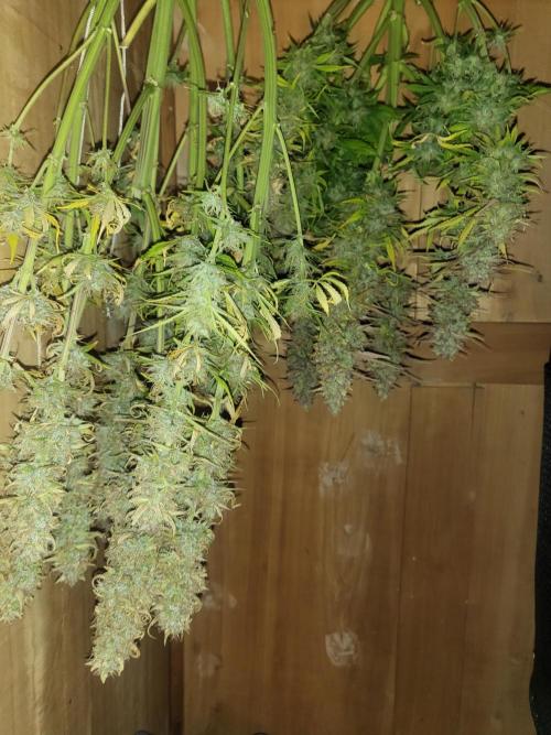 Divine seeds Autofractal+autoblack opium. Week 10