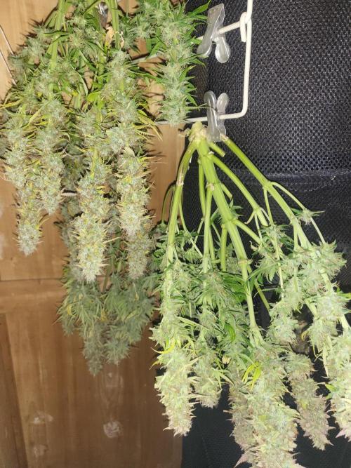 Divine seeds Autofractal+autoblack opium. Week 10