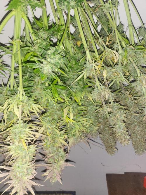 Divine seeds Autofractal+autoblack opium. Week 10