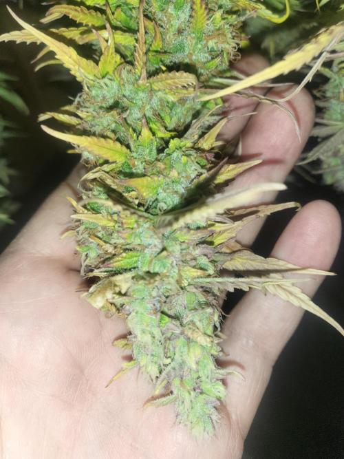 Divine seeds Autofractal+autoblack opium. Week 10