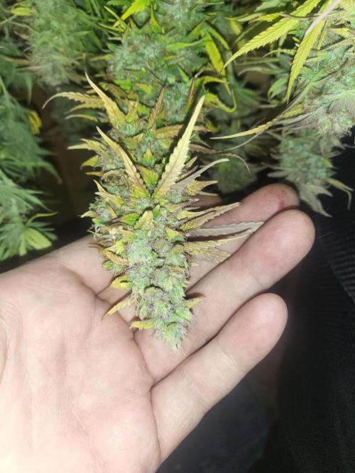 Divine seeds Autofractal+autoblack opium. Week 10