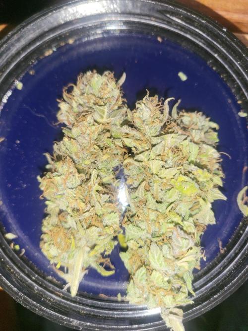 Divine seeds Autofractal+autoblack opium. Week 10