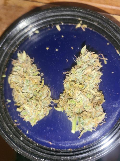 Divine seeds Autofractal+autoblack opium. Week 10