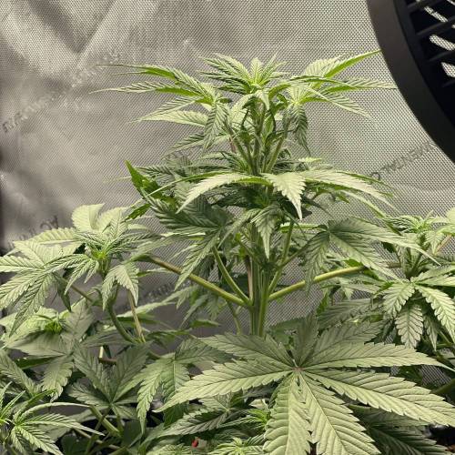 Sticky Orange XXL Auto. Week 6