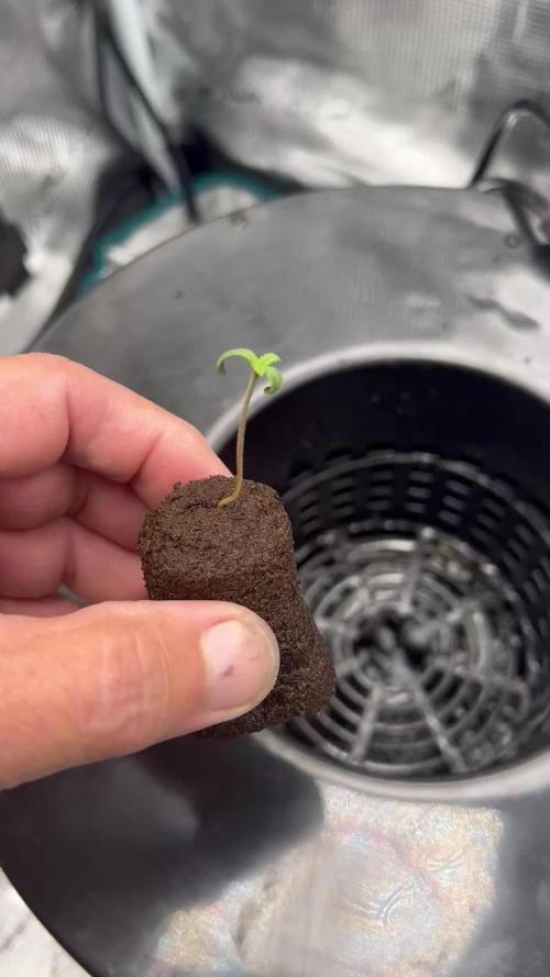 DWC Auto Black Opium