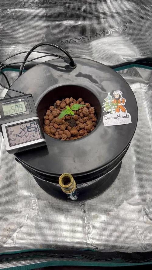 DWC Auto Black Opium