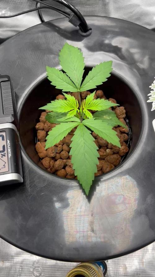 DWC Auto Black Opium