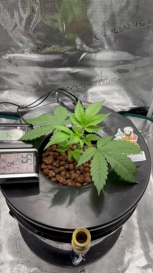 DWC Auto Black Opium