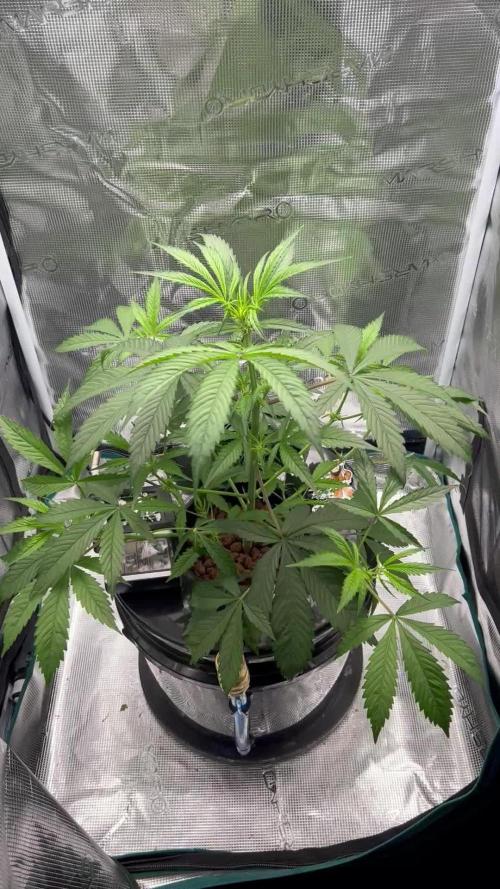 DWC Auto Black Opium