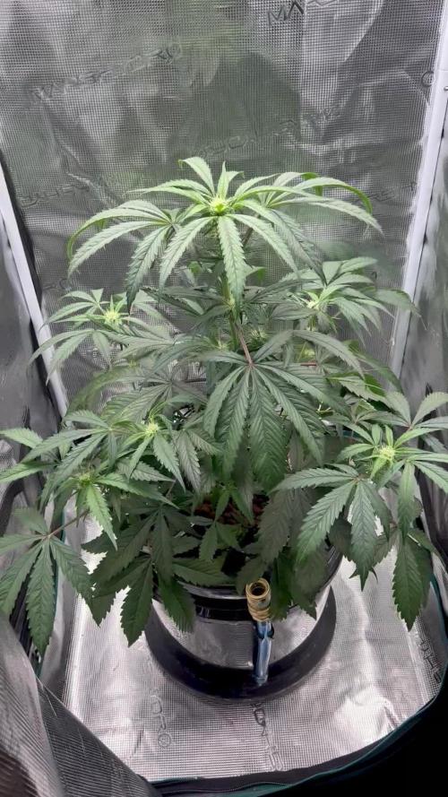 DWC Auto Black Opium