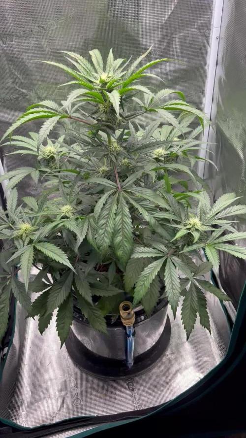 DWC Auto Black Opium