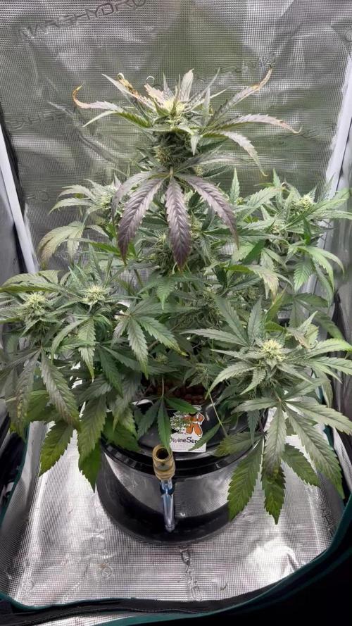 DWC Auto Black Opium