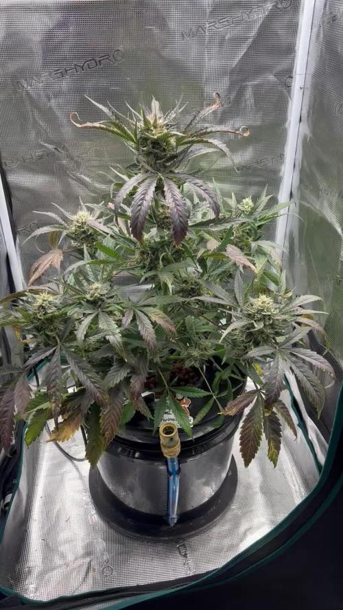 DWC Auto Black Opium