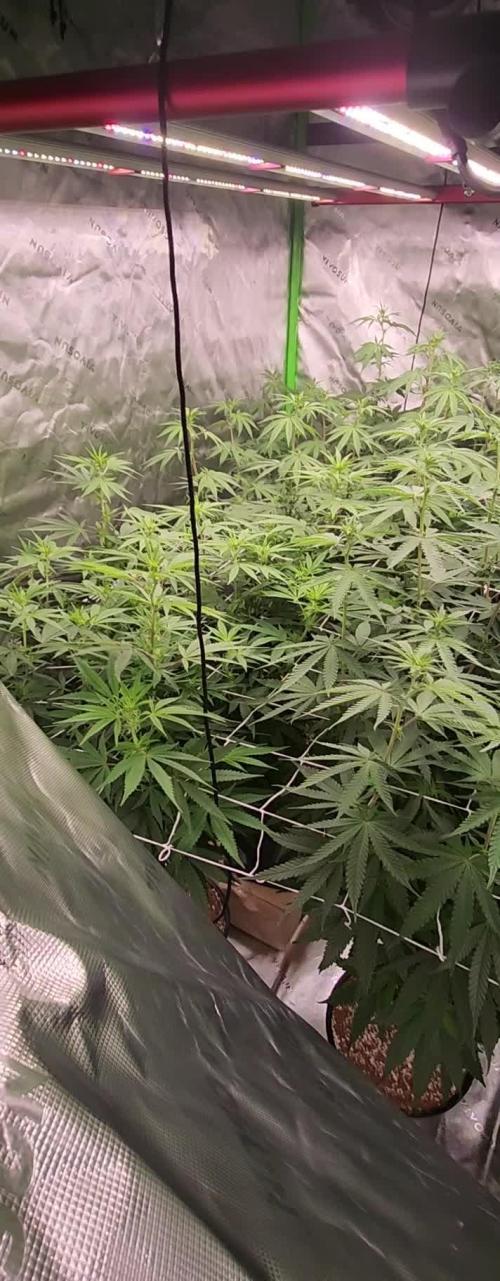 Humboldt Mint cake mom plant 