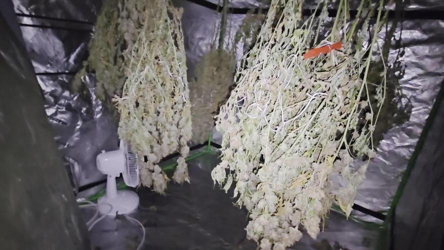 Gorilla mellons 🍉🦍