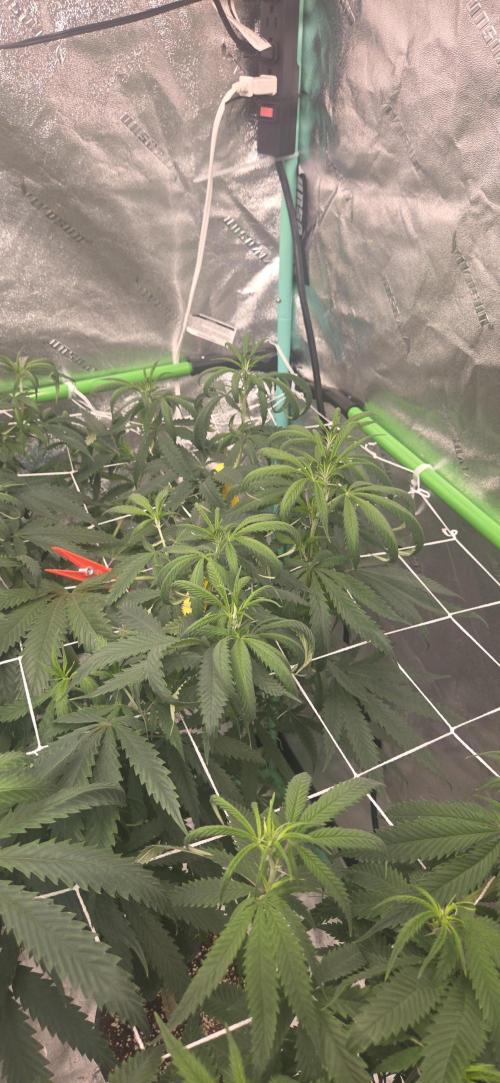 Chuckwaggon420