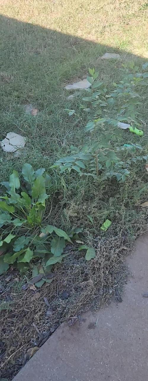 Puffinz  mom plant