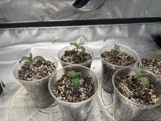 Gelato. Week 1