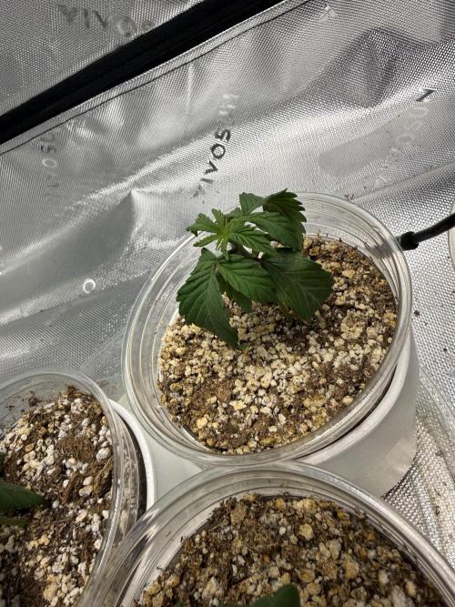 Gelato 4x2. Week 2