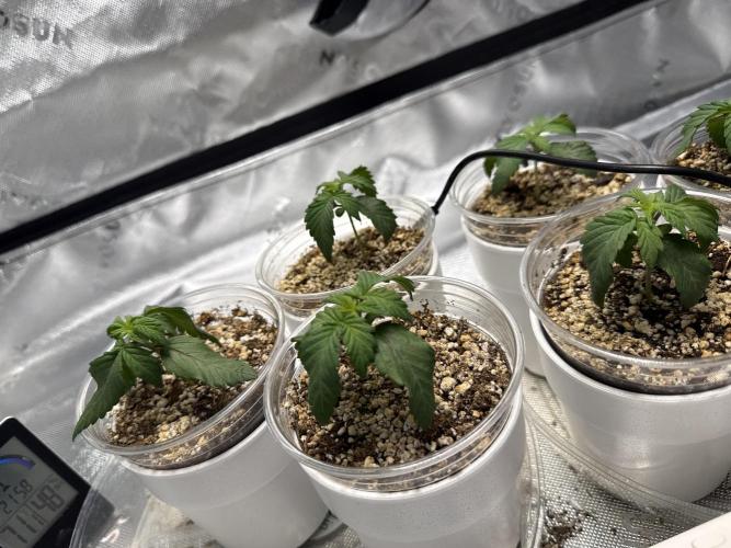 Gelato 4x2. Week 2