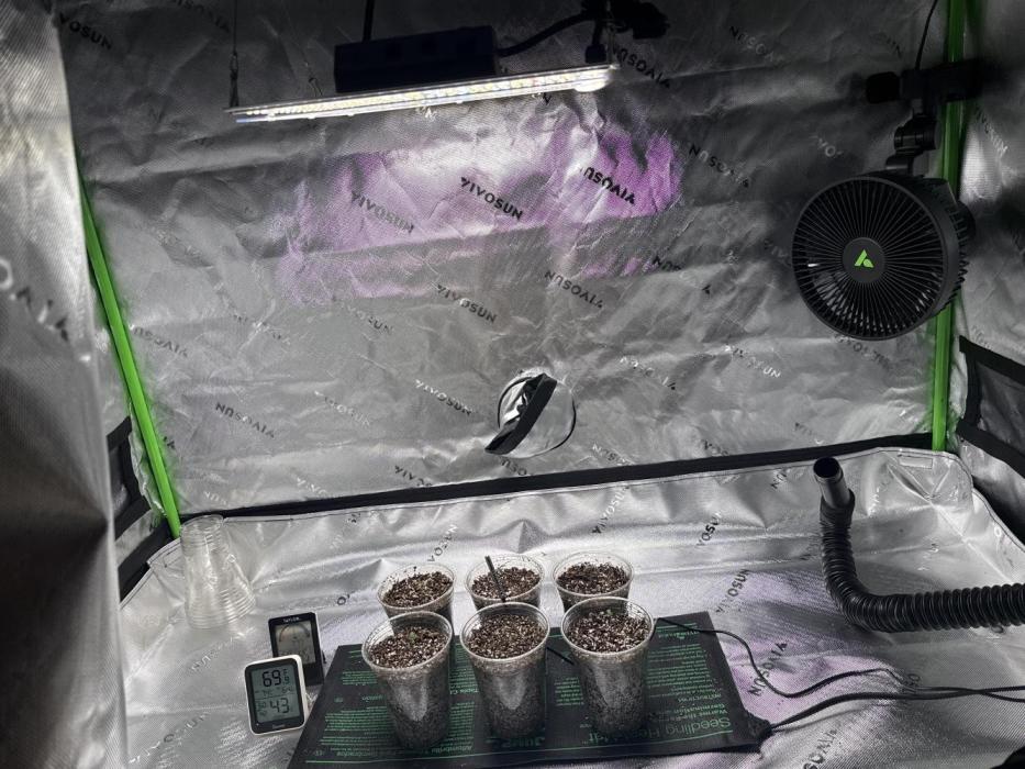 Gelato 4x2. Week 1 - Seeds took about 5 days for all 6 to pop out of the dirt. 
